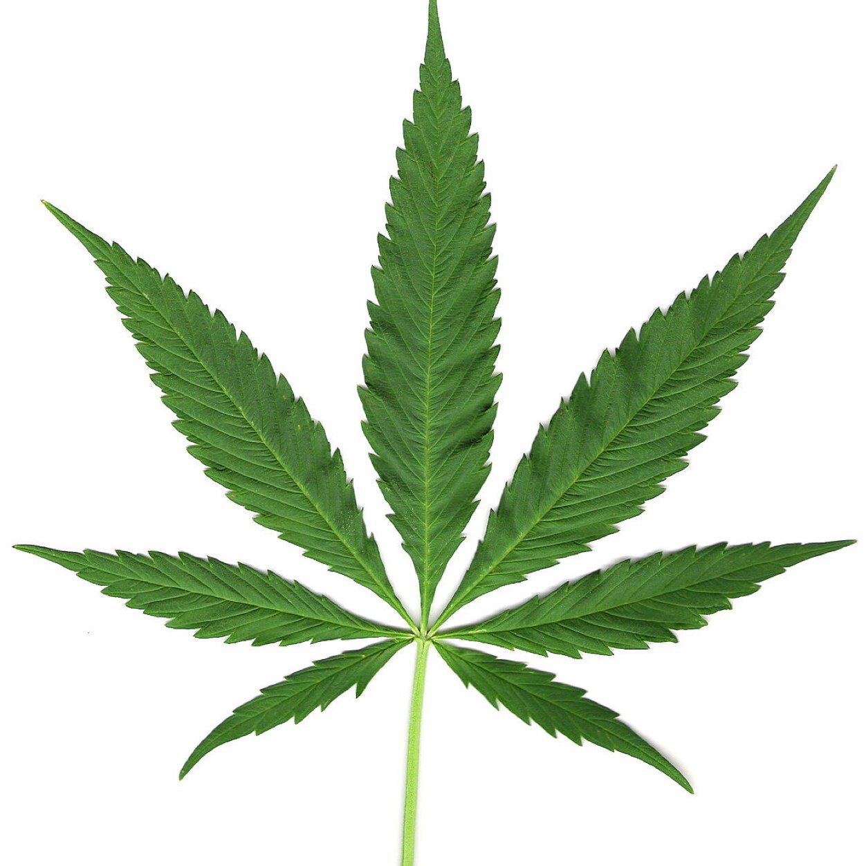 HighOnFunny's profile picture. Get high on this funny!