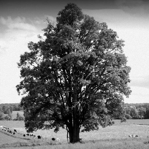 Silveroak_Farm's profile picture. 6th generation dairy farm owned by Kevin MacDonald & Amy Berends. Also helping are 7 small future farmers. Priorities are longevity, pasturing.