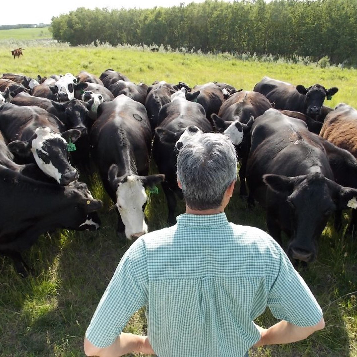 Twitter account for Scott McLean father, grandfather, husband, cattleman, Oilers, Riders & Blue Jays fan