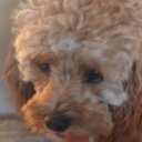 leo levitt - @leolevitt1 - Twitter