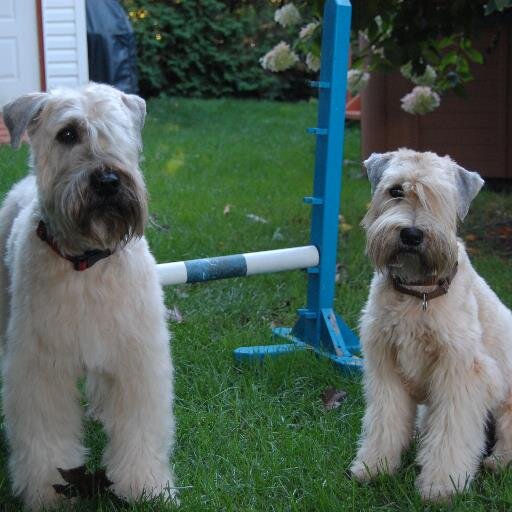 sylviema's profile picture. compétition avec mon cabot