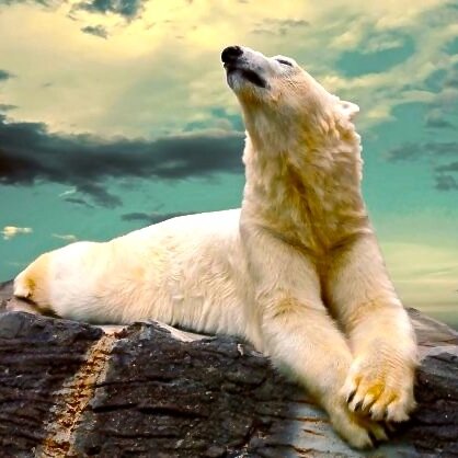 Connecting British Columbians to the rest of the World.  Marine/Land/Domestic animal awareness.  This site was not tested on animals.