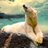 shorewildlife's profile image