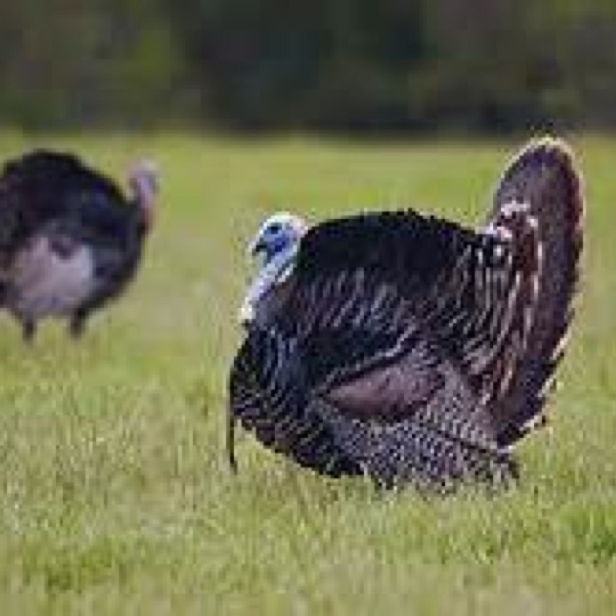 TruehuntersTrue's profile picture. Life is short,might as well spend it in the woods!!#truehunters