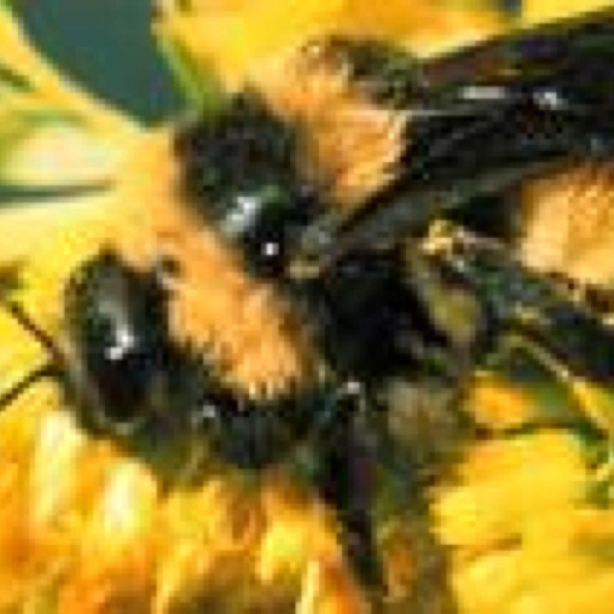 Sometimes bees just wanna be your friend