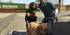 tweeting dog by day- killer dog by night. (parody account) #GTAV #GrandTheftAuto (not affiliated with #rockstargames)