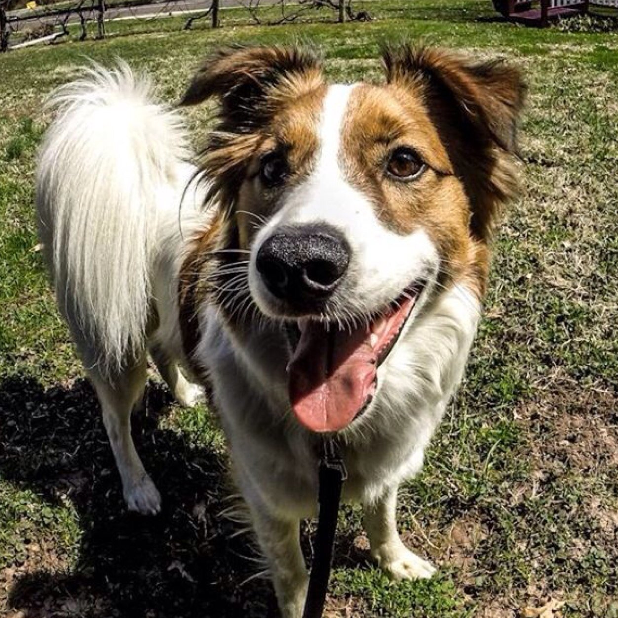 I poop, eat, sleep, run like crazy, hump any dog bigger then me, & take really cute pictures! Owners👱🏼‍♂️👩🏻 @TheNickFaulkner & @TheBetterLoser