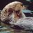 JustTheOtter's profile image
