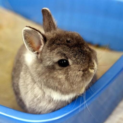 A dutiful slave to four bunnies, two kitties, and a hamster. Also runs a few bunny-related side businesses and projects.