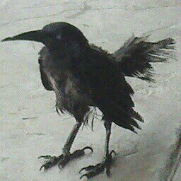 MikewilliamsPer's profile picture. 