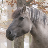 Pferde (@ein_pferd) 's Twitter Profile