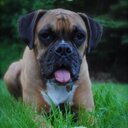 Mindy Wheeler - @mindylyon - Twitter