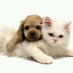 MiPerroMiGato (@miperromigato) Twitter profile photo