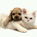 Avatar de MiPerroMiGato