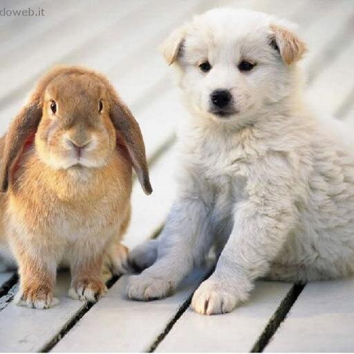 Salva_Animali's profile picture. Gli animali sono parte della nostra vita. Con loro dividiamo il nostro tempo, i nostri affetti. Dobbiamo proteggerli contro trattamenti ingiusti.