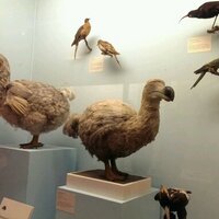 Sijo Francis (@docstf) 's Twitter Profile