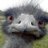 Efhazet's profile image