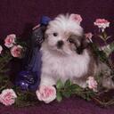 Leigh Cherry - @Chezzer710 - Twitter