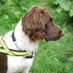 K9 Prosearch (@k9prosearch) Twitter profile photo