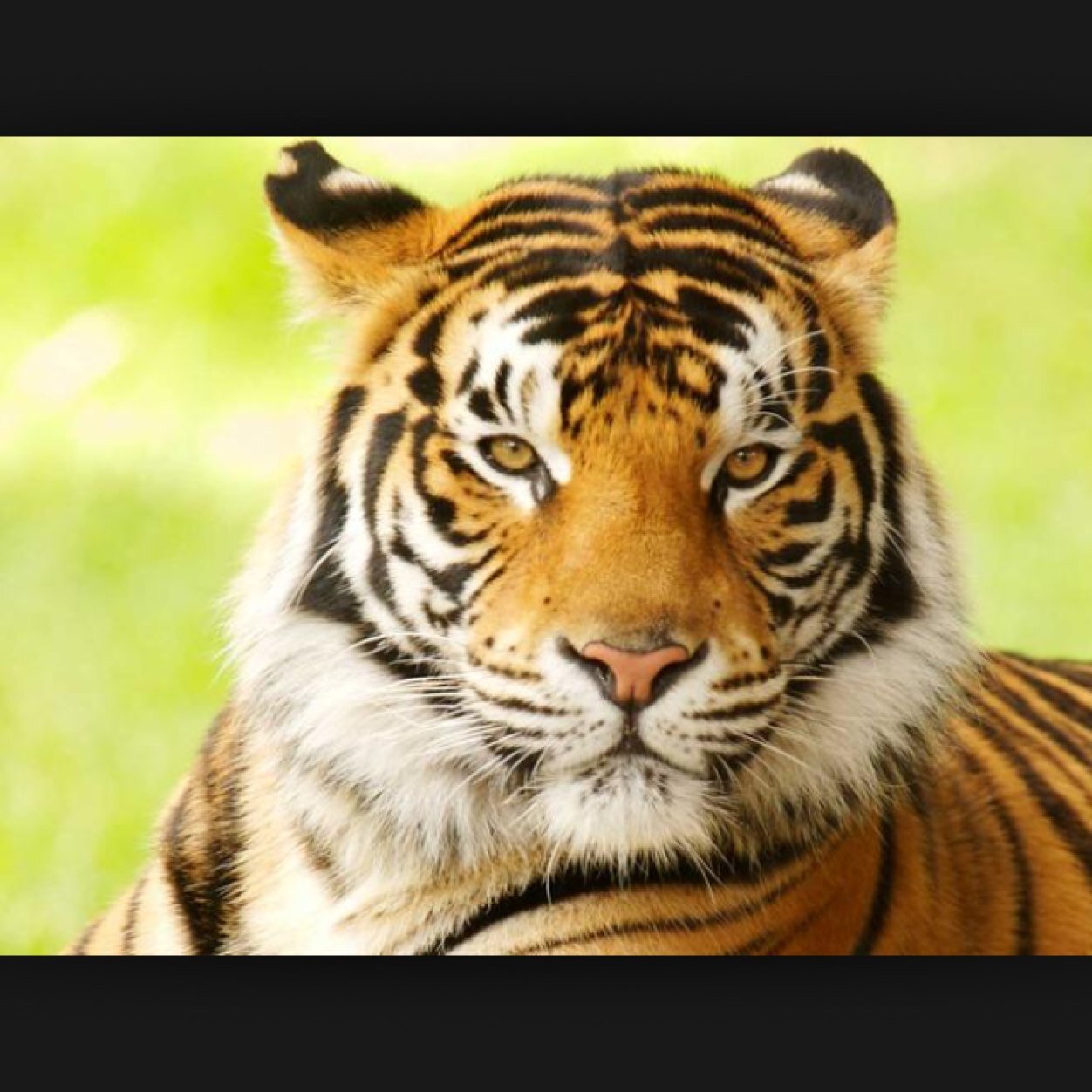 Tiger account;-) 
Name: Annie
Age: 15 
Follow me ill follow you!!! 
Follow my friends too!!