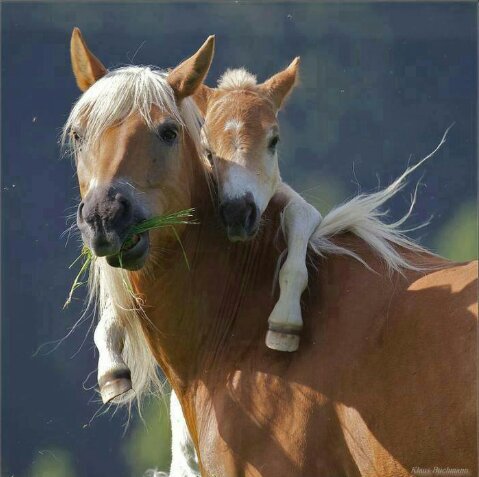 paard_en_sport's profile picture. 