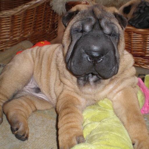 Ivana Hofreiterová