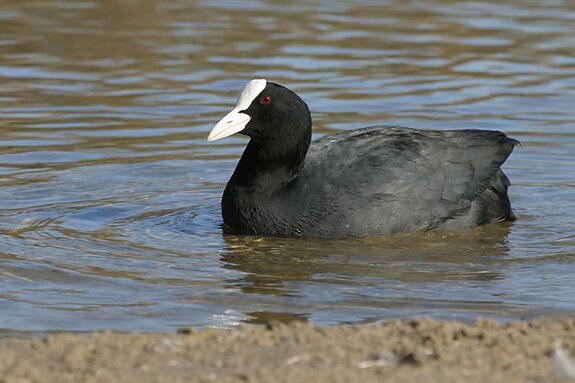 Volg mij voor dagelijkse foto's van gevogelte op je beeldscherm.