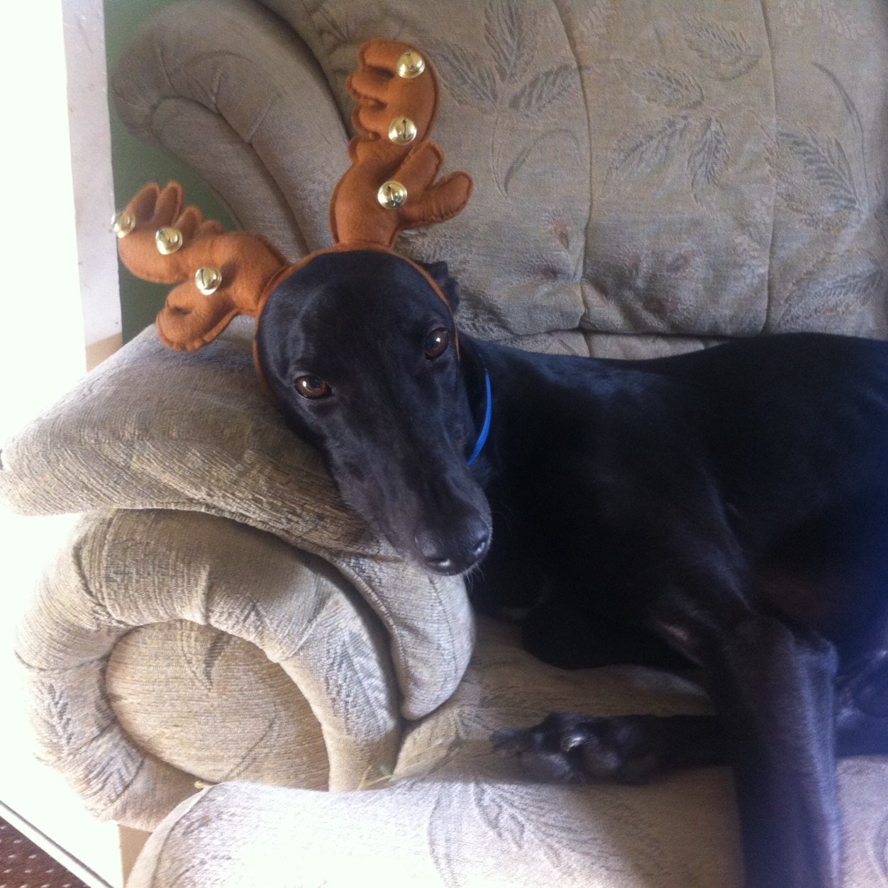 Have 3 ex racing hounds Digiestar born 01/04/2007he passed to rainbow bridge on 10/09/2018and RiseofFayjen born 7/12/2011and Native Rose born August 1 2012