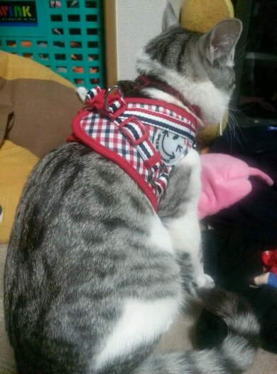 猫大好きです！愛猫います！ちょっとポッチャリ？ですw無言フォローごめんなさいm(_ _)m