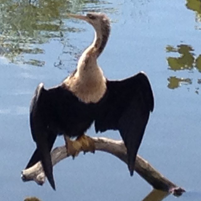 cperera0108's profile picture. 