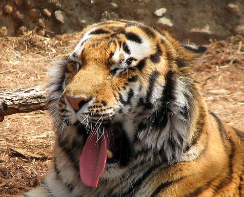 Philambdasigma's profile picture. 