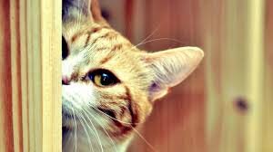 siddiq1520's profile picture. Loving