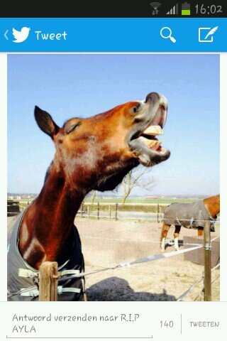 Heeyy wij zijn @horseloveex wij tweeten over paarden en leuke paardenweetjes xx de beheerders. since  op 17-11-'13