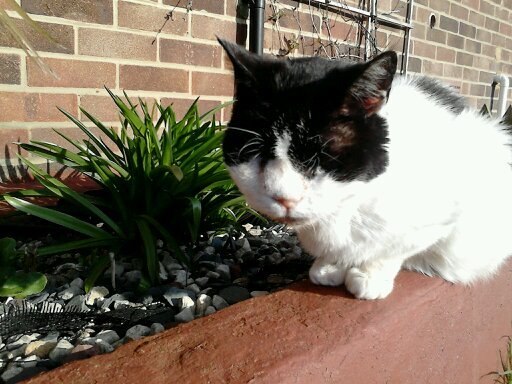 thanetpatriot's profile picture. 