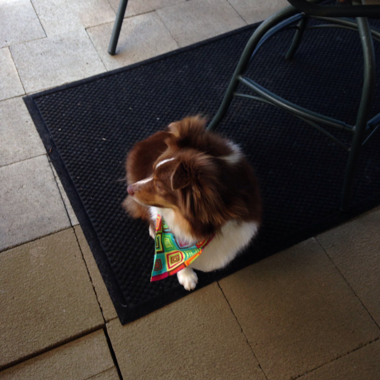 Kittens_Sea's profile picture. 