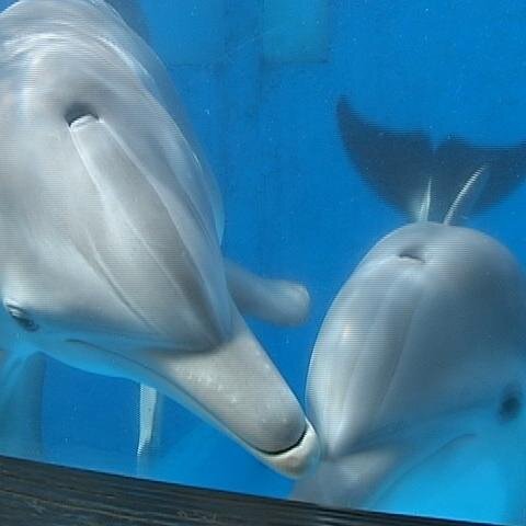 I am a fanpage for two bottlenose dolphins named Winter and Hope you can see the girls in Dolphin Tale 2, OUT NOW on DVD/Blu-Ray http://t.co/Zg2Sm9ueCv