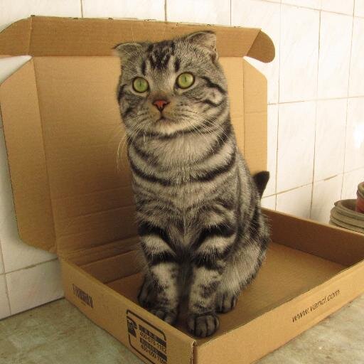 cittie's profile picture. Google fan, WOWer, QA of console games, GFW fucker, Single male geek.