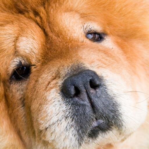 ChowChowSite's profile picture. A website about the amazing chow chow pup. http://t.co/31mVj7O4el