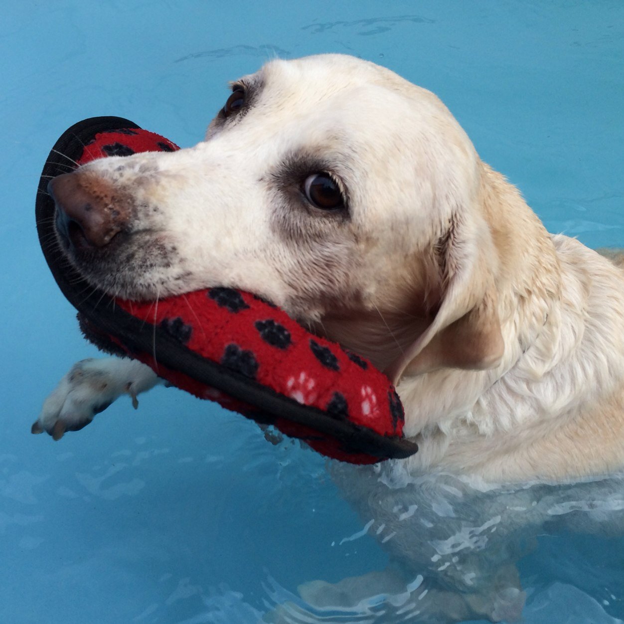 JodyTheLabrador's profile picture. Hi, I'm Jody, the cute female Labrador Retriever! Follow me to see my cute dog photos!