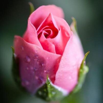 TwiLogging's profile picture. 