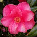 Rozanne Williams - @Rozanne67 - Twitter