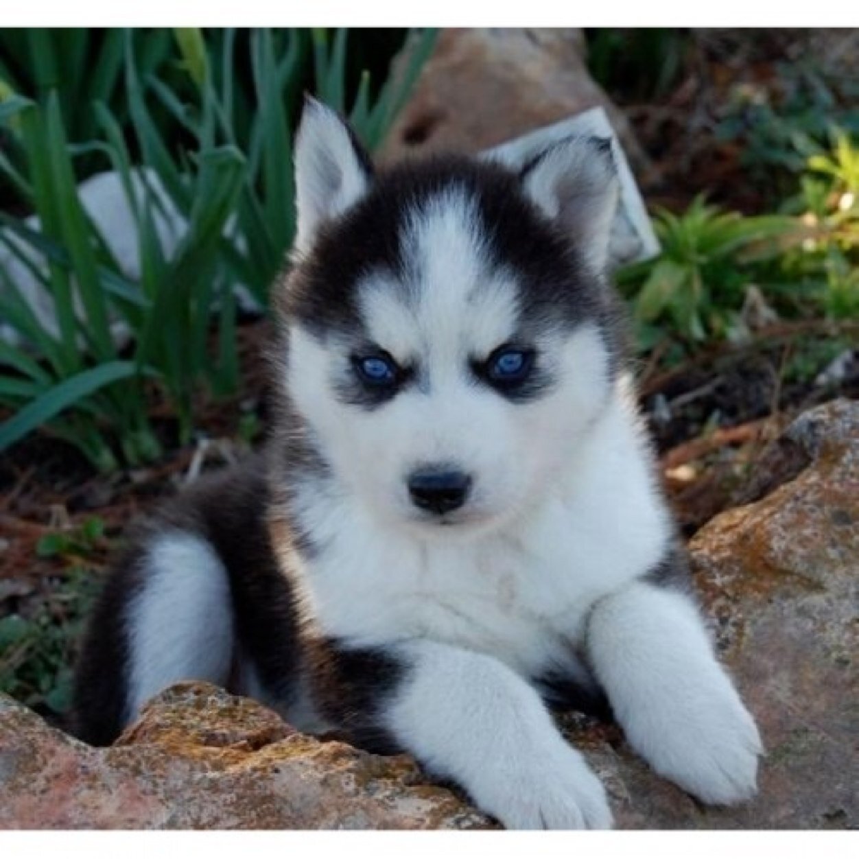 Hey everyone follow me and ill follow you and here you will find lots of cute pics of sweet huskys and pomarainains also chiwawas and collies mostly huskys.