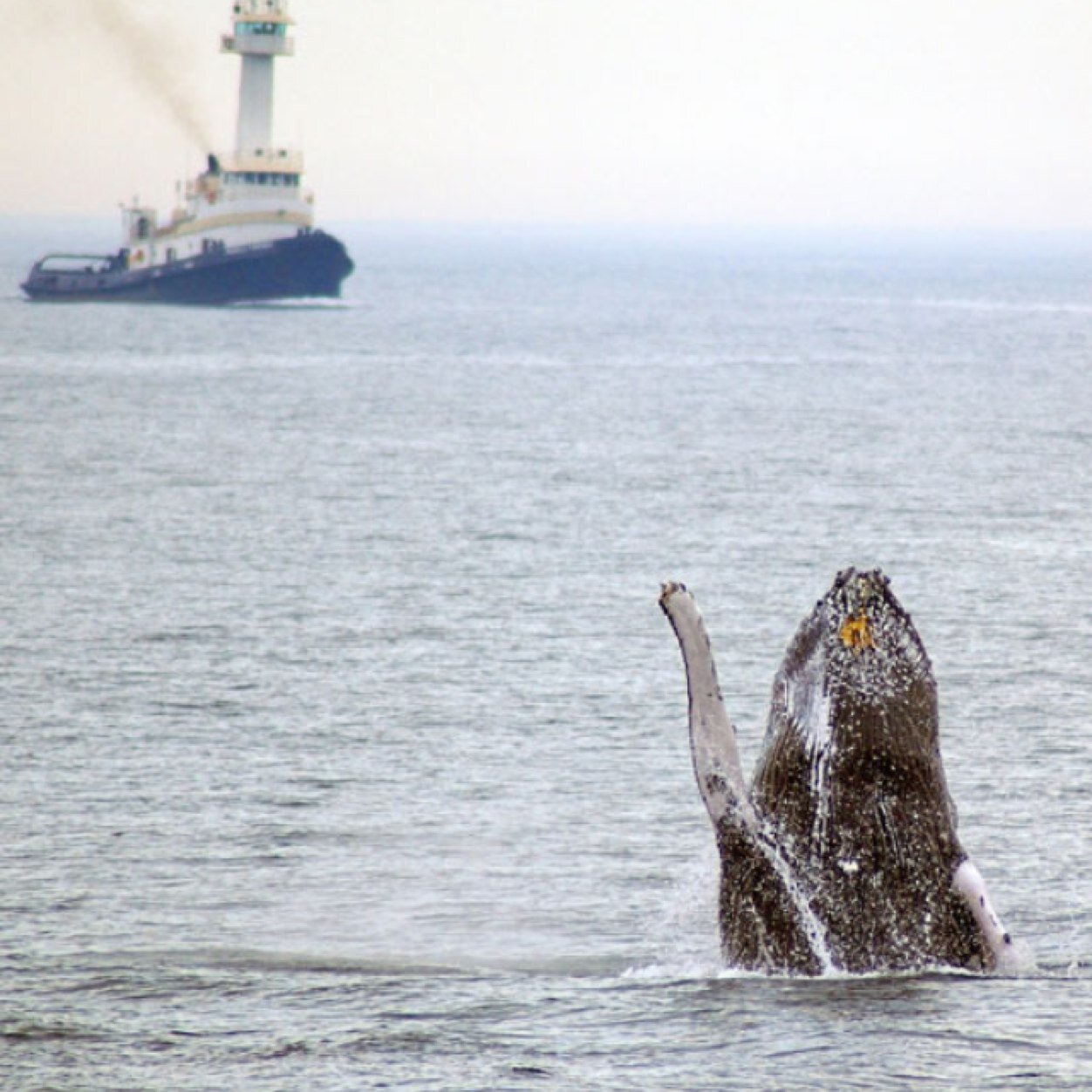 Slayin mammals since before whale // Whale Acadamy // Sensitive Blow Hole // Deep Sea Fishing // Twerk On Me //Whale Tits // Sharks Are Best In Bed//