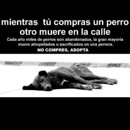 ♥♥ El amor no se compra...... Adóptalo!!! ♥♥