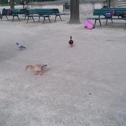 teddtib's profile picture. 