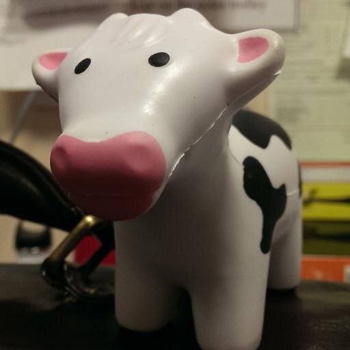 NephrologyCow's profile picture. The original and best.