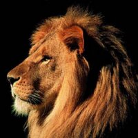 Marshall Country Boy (@1234marshall) 's Twitter Profile