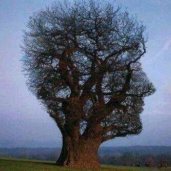 Open-minded thinking breed