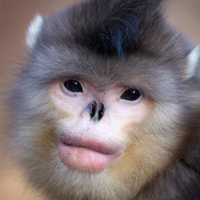 animlzudontknow's profile picture. Animals ev'ry day. Follow meh!