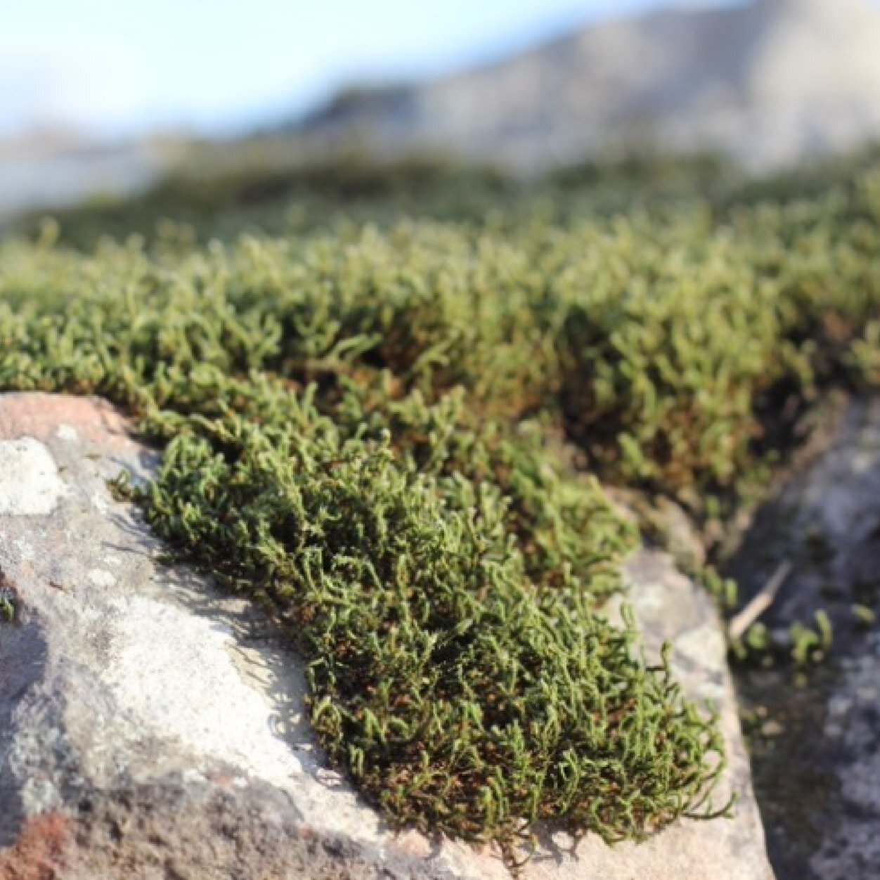 Omaha's newest retail & wholesale landscape supplier offering traditional & unique products that will stand the test of time. 402.502.2068